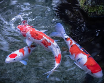 gezonde koi met beweging vijverwater